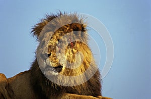 African Lion, panthera leo, Old Male injured after Fight, Masai Mara Park in Kenya