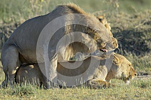 African lion Panthera leo pair together