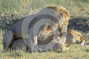 African lion Panthera leo pair together