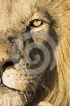 African Lion (Panthera leo) South Africa