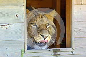 The african lion Panthera leo young male, reared by humans, peeks out of a small wooden house and sticks out his tongue