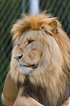 African Lion (Panthera leo) in a zoo photo