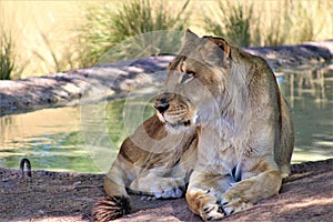 African Lion, Phoenix Zoo Arizona Center for Nature Conservation, Phoenix, Arizona, United States