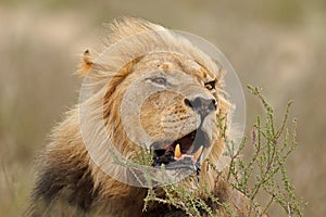 African lion portrait