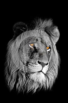 African lion portrait