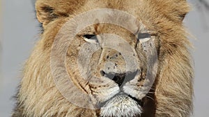 African lion portrait