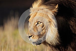 African lion portrait