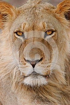 African lion portrait