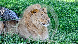 African lion portrait,close up