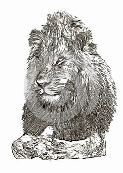 African lion portrait digital sketch