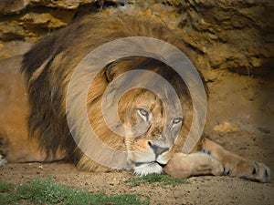 An African Lion poses for the camera in safari park photo