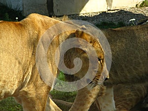 African lion pride drinking at the water hole