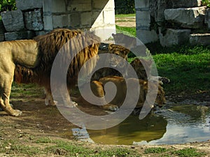 African lion pride drinking at the water hole