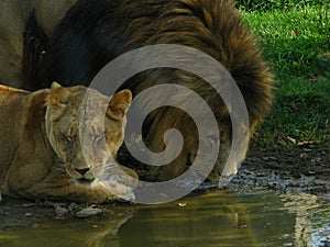 African lion pride drinking at the water hole