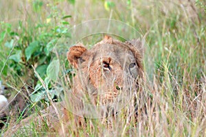 African lion, Queen ElizabethNational Park, Uganda