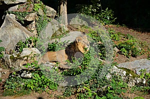 African lion relaxing in the zoo, Frankfurt am Main, Germany