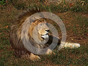 African Lion at Rest