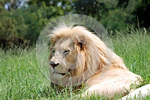 African lion resting