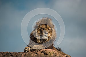 African lion resting on a big rock