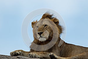 An African lion resting on a kopje in the Serengeti