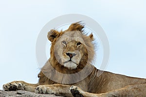 An African lion resting on a kopje in the Serengeti