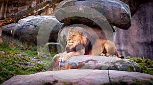 An African lion resting in the shade