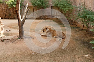 African lion resting in the shade on a hot day. A large predatory mammal