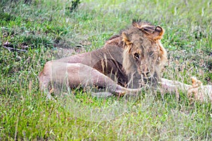 African lion is resting in the shade