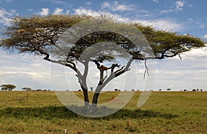 African lion resting on the tree