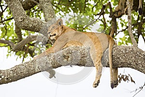 African lion rests in tree