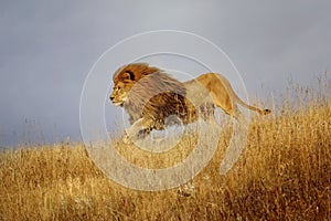 An African lion runs through grass.