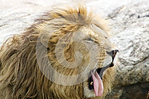 African lion's face (Panthera leo)