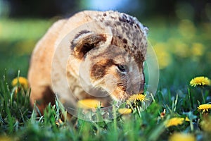 African lion's whelp smelling flower photo