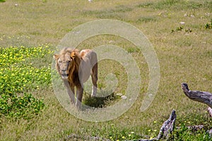 An African Lion in the savannah of the Etosha National park in northern Namibia