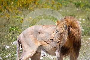 An African Lion in the savannah of the Etosha National park in northern Namibia