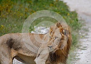 An African Lion in the savannah of the Etosha National park in northern Namibia