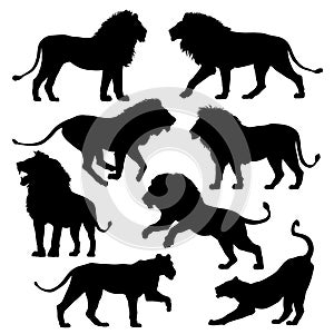 African lion silhouettes set. Vector illustration.