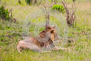 African lion with a small mane