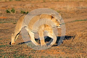 African lion stalking