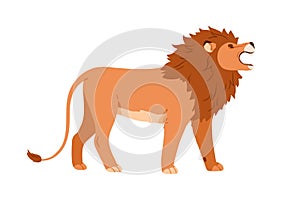 African lion standing and roaring. Wild male feline profile with hairy shaggy mane. Angry jungle cat animal threatening