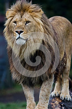 An African Lion stands proud looking at something far off in the distance