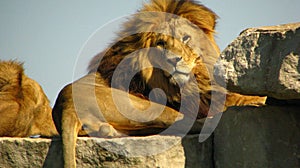 African lion staring at us from a rock ledge