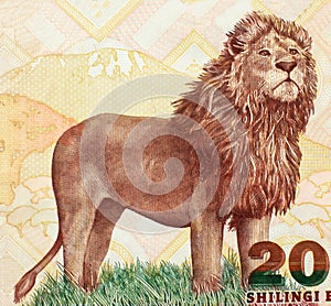 African lion on Tanzanian banknote close-up