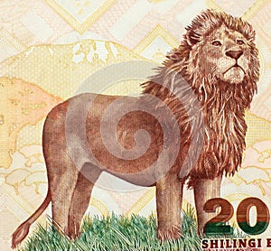 African lion on Tanzanian banknote close-up photo