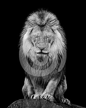 African Lion VI