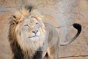 African lion wagging tail