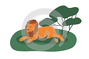 African lion, wild feline animal lying. Leo king, savanna predator with mane relaxing on grass in savannah. Male beast