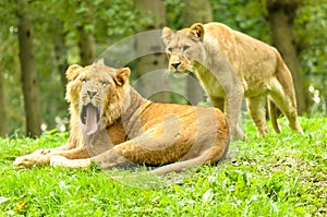 African Lion Yawn