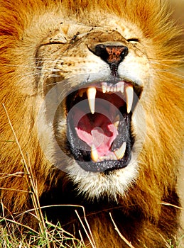 African Lion yawning