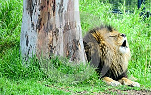 African lion